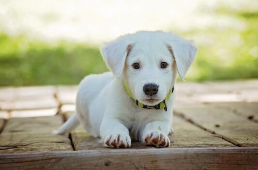 巴吉度犬适合家养吗