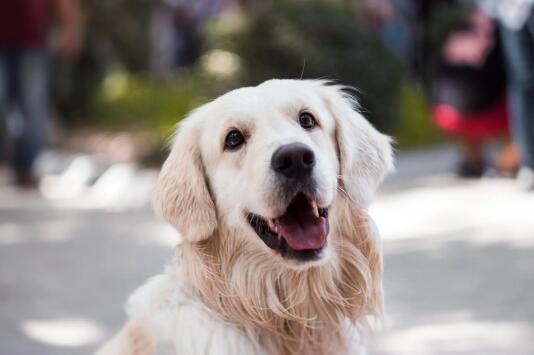 巴吉度犬吃什么