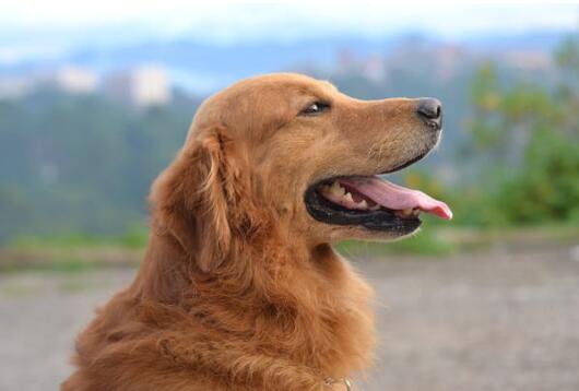 柴犬什么叫爆脸