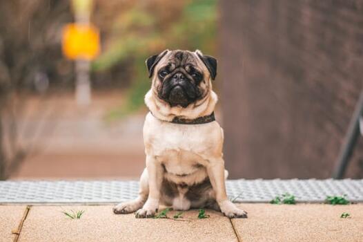 金毛犬临产前的征兆[金毛寻回犬产前最明显的征兆]