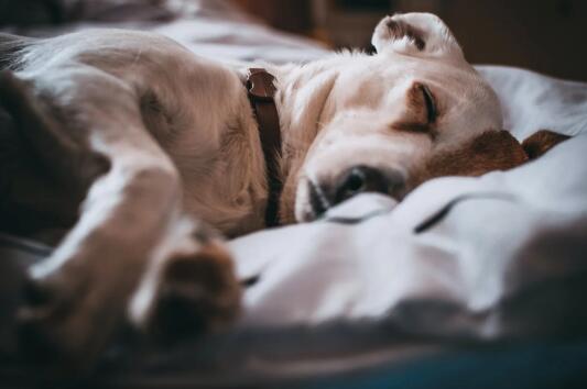 豆柴犬和柴犬区别豆柴和赤柴哪个好[豆柴犬和柴犬区别]