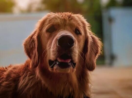 大体马犬和小体马犬的区别