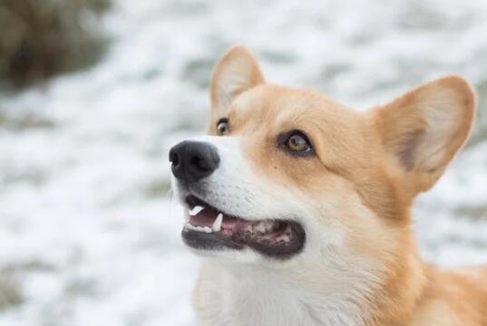 阿拉斯加犬如何养胖[阿拉斯加犬如何养]