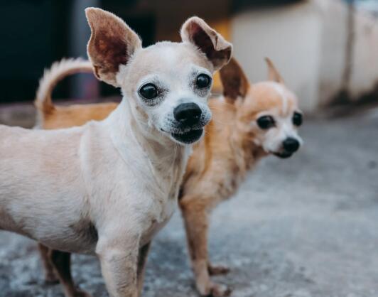 有獠的叫犬（有獠叫犬 没獠叫狗）