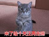 波斯猫价格多少钱一只