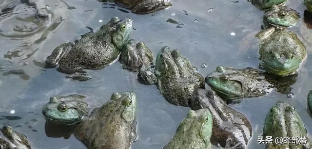 清道夫吃什么鱼食