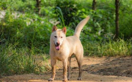 田园犬价格多少钱一只