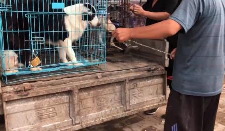 边牧犬多少钱一只幼崽纯种