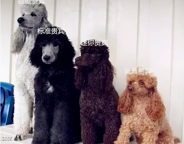 贵妇犬图片大全贵宾犬