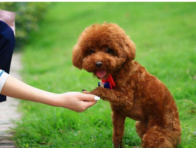 贵妇犬图片大全贵宾犬