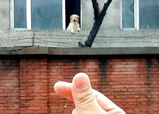 小金毛犬图片大全