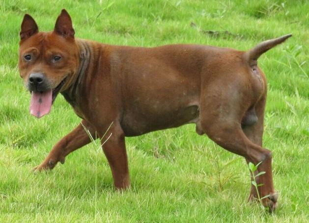 川东猎犬优点和缺点