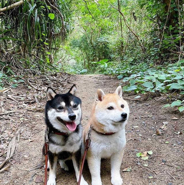 柴犬怎么挑？