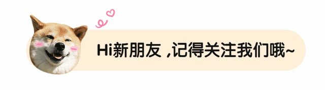 马尔泰狗狗多少钱一只