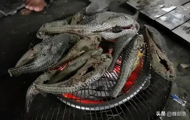 清道夫吃什么鱼食