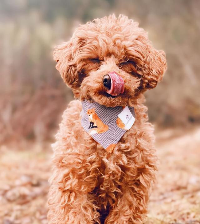 土佐犬图片