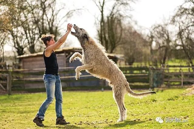 爱尔兰猎狼犬多少钱一只