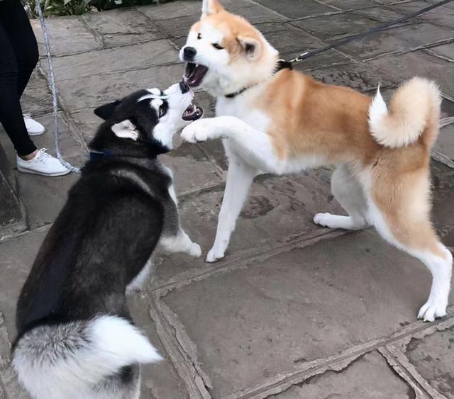 雪橇犬有几种图片