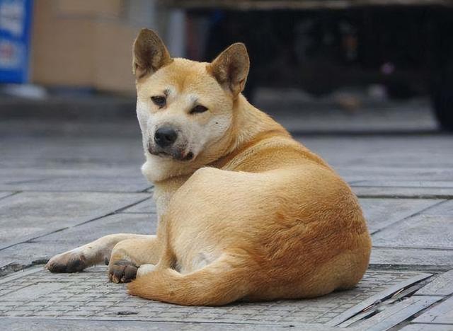 寿命最长的狗品种