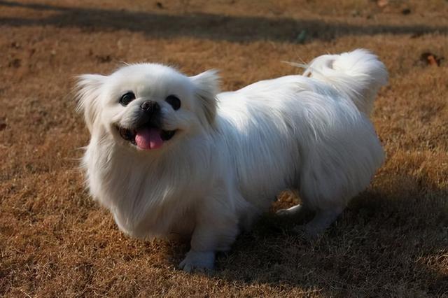 京巴犬介绍