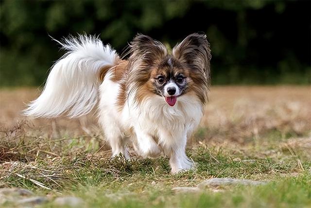 适合家养的小型犬排行榜