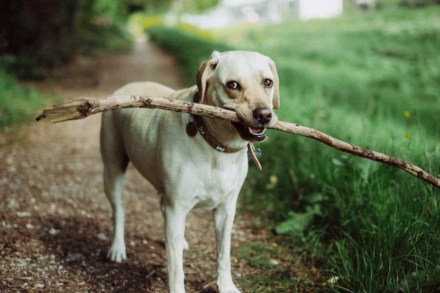 犬冠状病毒症状