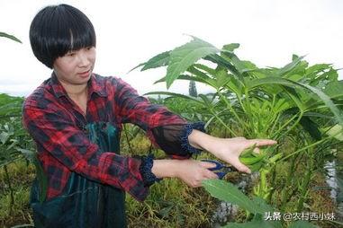 黄秋葵种植时间和方法