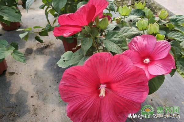 芙蓉花语是什么意思