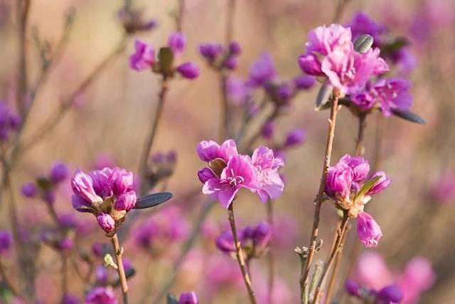 杜鹃花的特点是什么