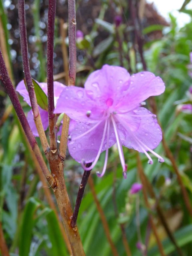 杜鹃花的特点是什么