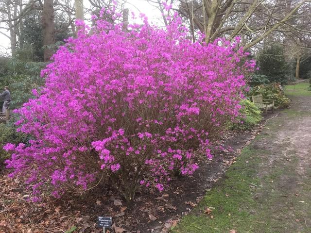 杜鹃花的特点是什么