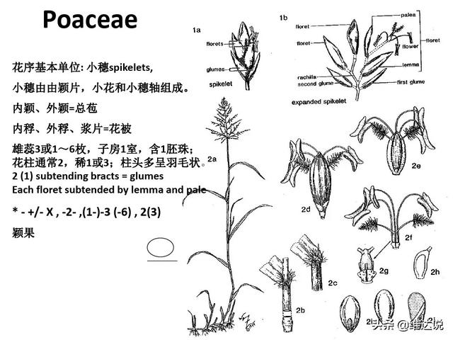 被子植物的一生的思维导图