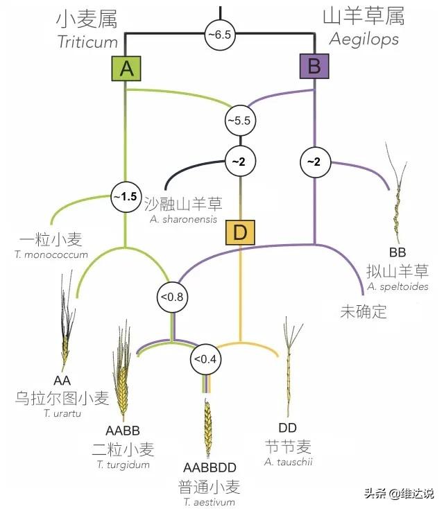 被子植物的一生的思维导图