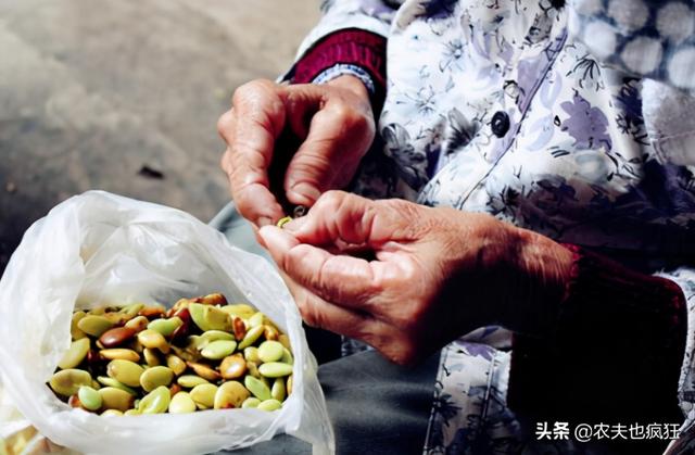 雪莲子是什么东西