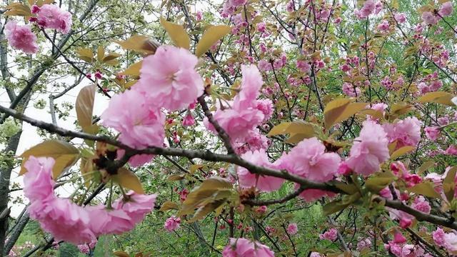 樱花花语及寓意