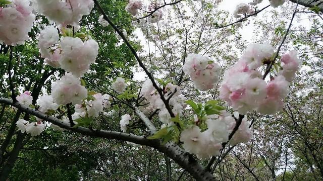 樱花花语及寓意