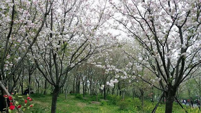 樱花花语及寓意