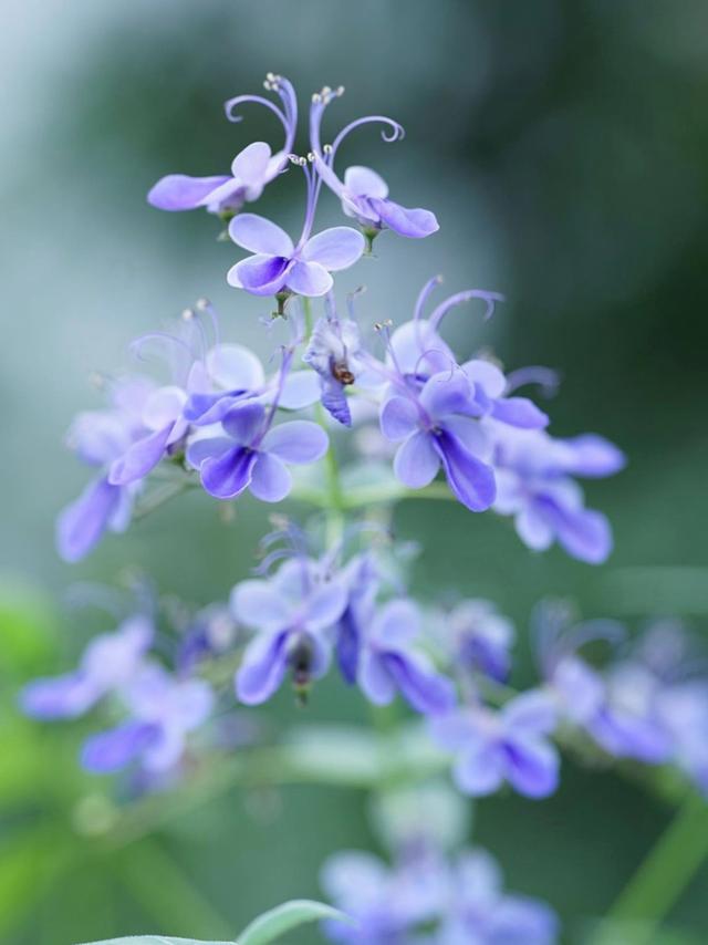 蓝色矢车菊的花语