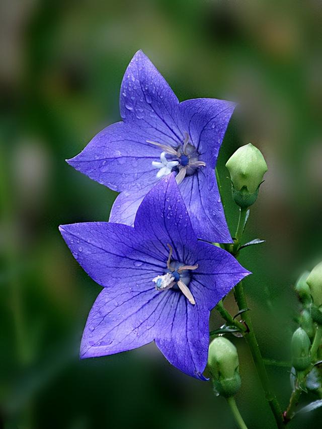 蓝色矢车菊的花语