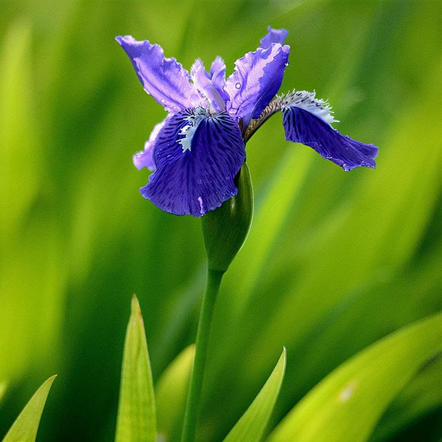 蓝色矢车菊的花语