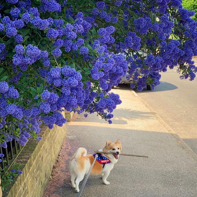 蓝色矢车菊的花语