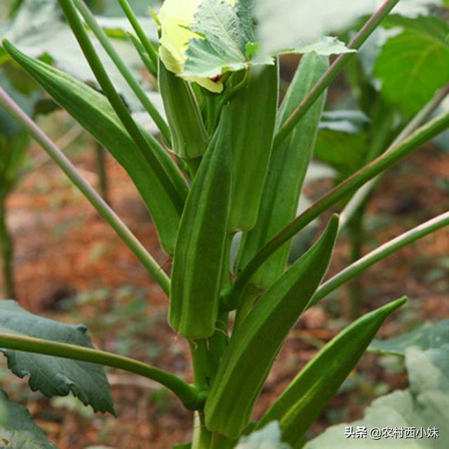 黄秋葵种植时间和方法