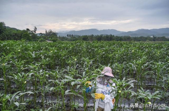 黄秋葵种植时间和方法