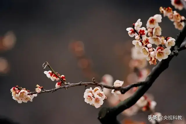 一枝春指的是哪种花