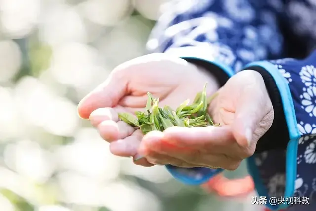 一枝春指的是哪种花