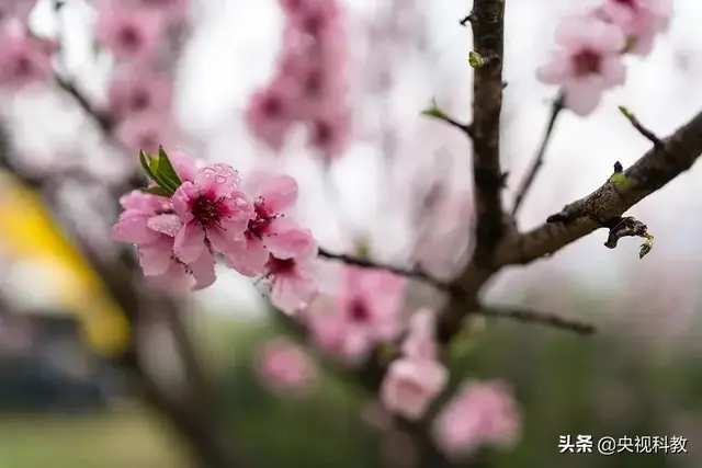 一枝春指的是哪种花