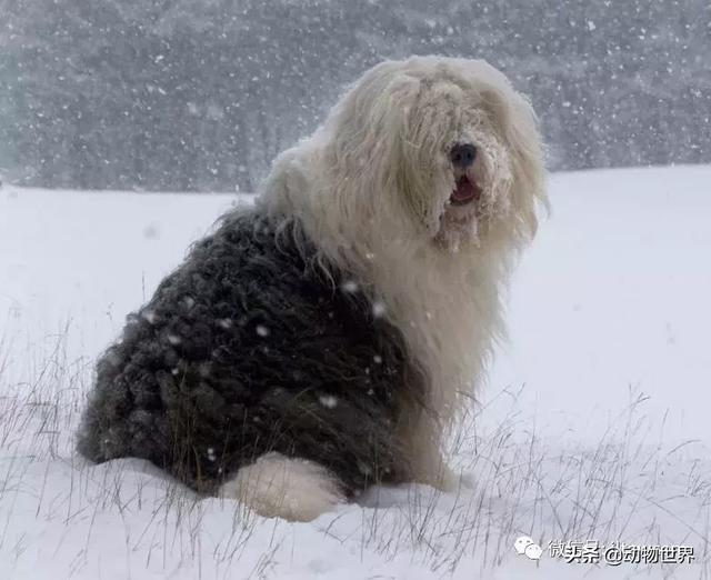 古代牧羊犬图片