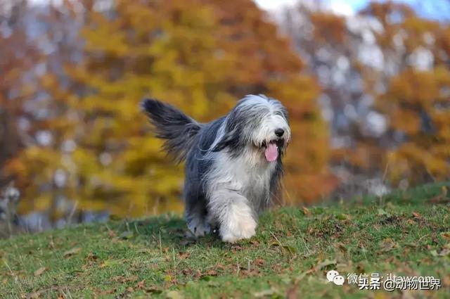 古代牧羊犬图片