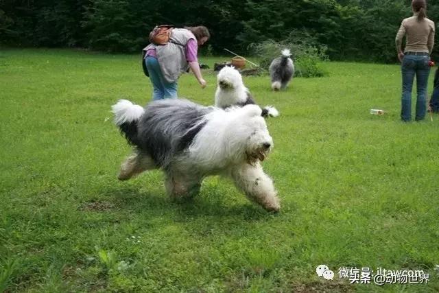 古代牧羊犬图片