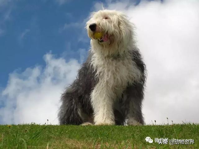 古代牧羊犬图片